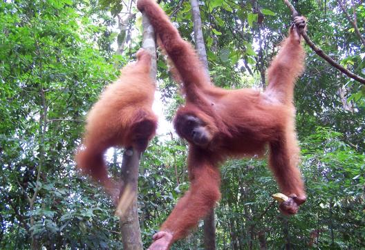 Randonnée vers des orangs-outans près de Bukit Lawang au nord de Sumatra