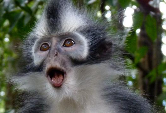 Rencontre avec un singe semnopithèque de Thomas dans le parc Gunung Leuser