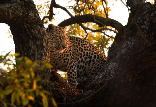 Guépard vigilnt en Afrique australe