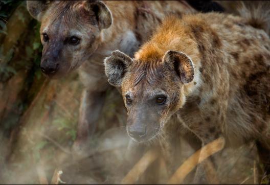 Découverte des hyènes des savanes du sud africain