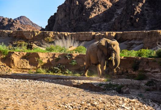rencontre avec un éléphant solitaire dans le désert du Namib