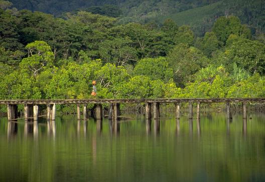 Trek sur le pont d'Antanambé dans les forêts tropicles de la côte nord est