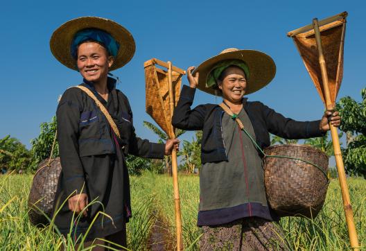 Trekking vers des femmes pa'o dans les champs à l'est du lac Inlé