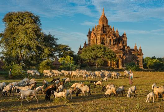 Immersion dans la vie autour des temples de Bagan en Birmanie Centrale