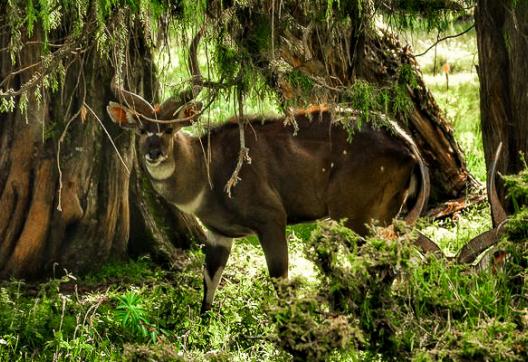 Rencontre avec le nyala de montagne dans la région du Balé