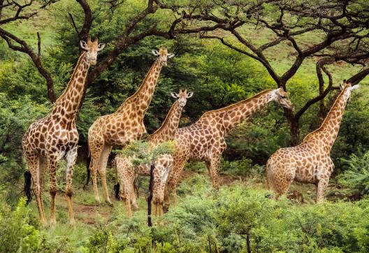 Marche vers les troupeaux de girafes en Afrique