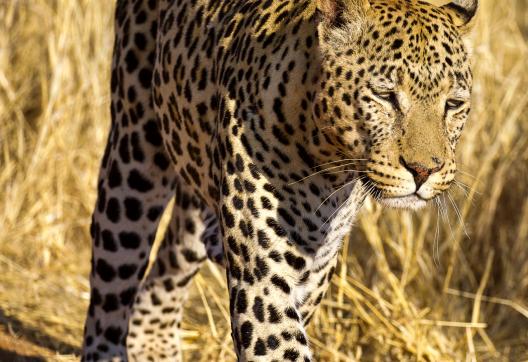 Excursion pour découvrir le guépard de Namibie