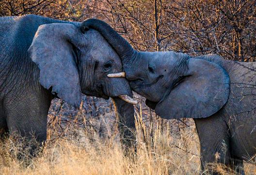 Aventure avec les éléphants d'Étosha