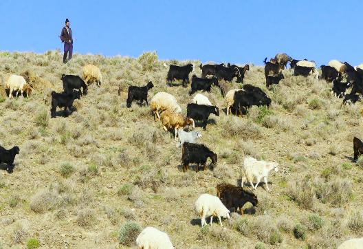 Rencontre avec un berger et son troupeau dans la province de Guilan