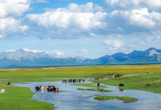 Randonnée et troupeau dans la steppe mongole