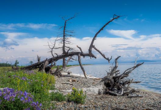 Trekking et flore autour du Lac Khövsgöl en Mongolie