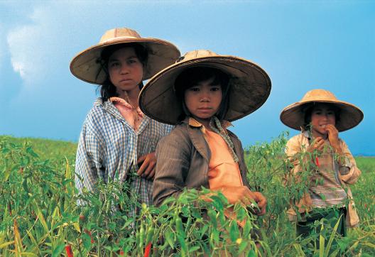 Rencontre de jeunes cueilleurs de piments dans les collines de l'État Shan