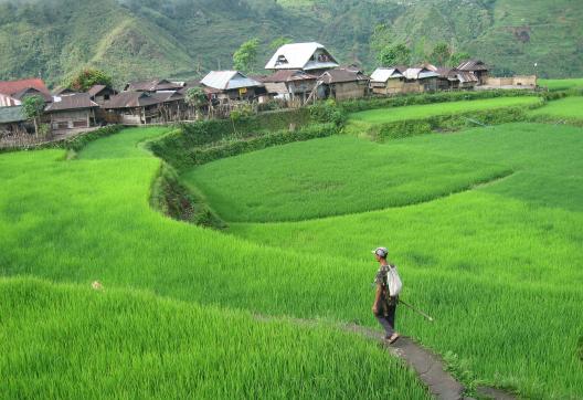 Randonnée à travers les rizières en pays kalinga dans la Cordillera