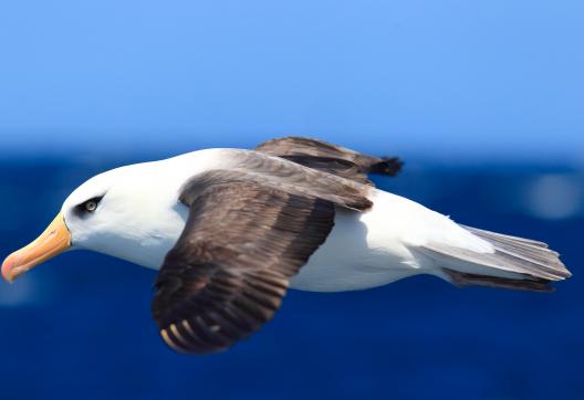 Voyage et mouette en Antarctique