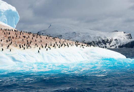 Expedition et pinguoins sur la banquise en terre de Graham