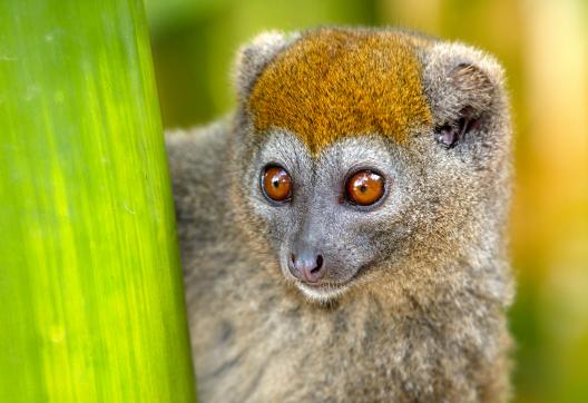 Observation de l'Hapalemur griseus dans les forêts pluviales de l'Est