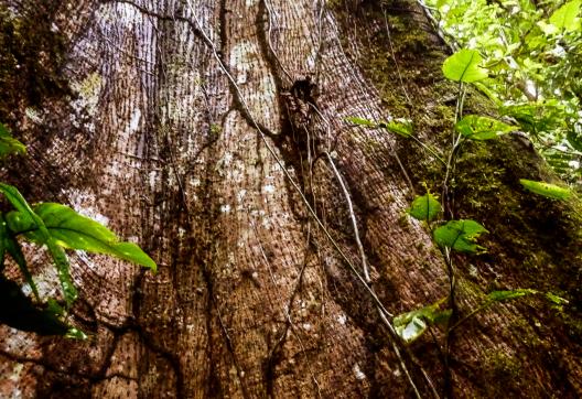 Amazonie en Équateur