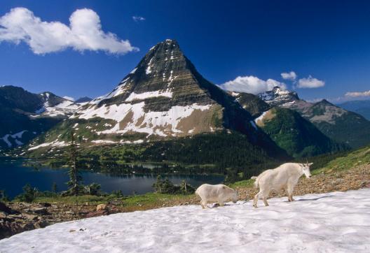 Randonnée dans le Glacier National Park aux États-Unis