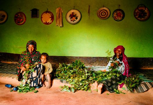 Visite d'une maison harari pendant que des femmes préparent le khat à Harar