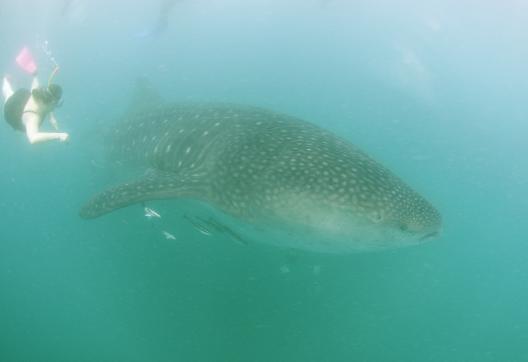 Rencontre avec un requin-baleine de la région de Donsol au sud de l'île de Luzon