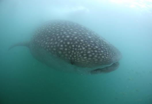 Navigation vers un requin-baleine près de Donsol au sud de Luzon