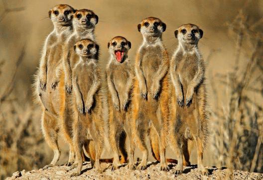 Rencontre avec les Suricate des savanes du Botswana