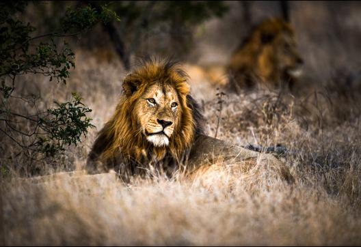 Découverte du lion en Afrique australe
