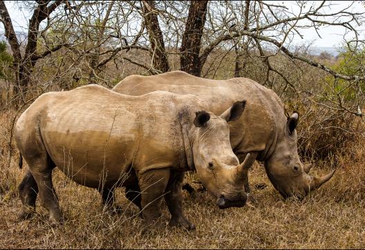 Aventure avec les rhinocéros des savanes d'Afrique