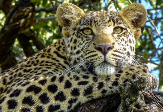 Découverte aventure avec le léopard d'Afrique