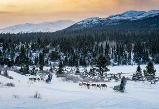 Voyage en traineau à chien dans la taïga au Canada