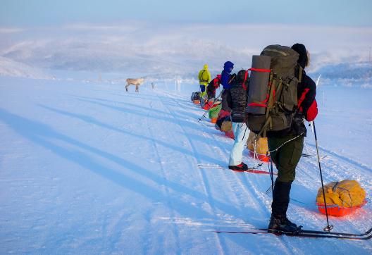 Trekking en ski pulka et faune de Norvège