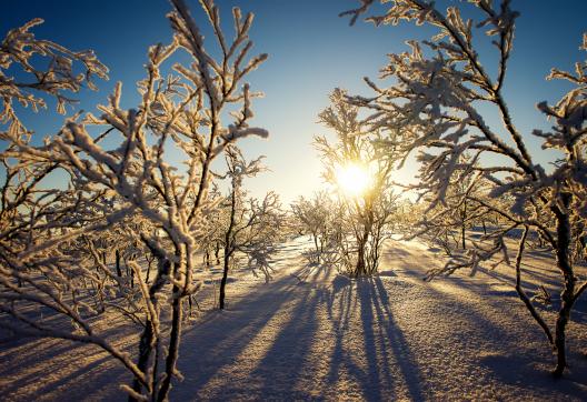 Voyage et arbustes pétrifiés en Norvège