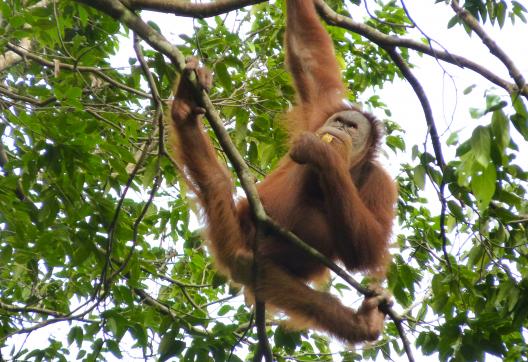 Randonnée vers un orang-outan du Gunung Leuser près de Bukit Lawang