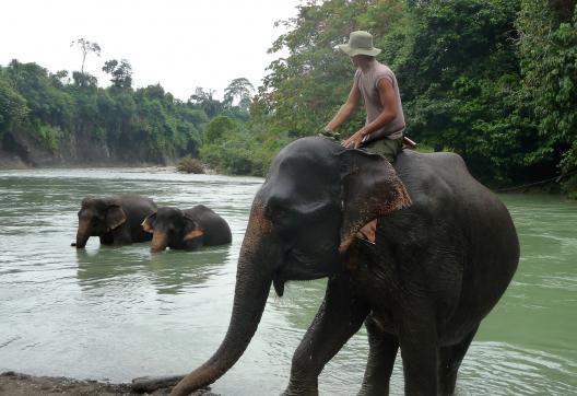 Trek vers les éléphants de Tangkahan au nord de Sumatra