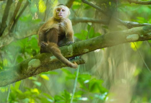 Le parc Tayrona sur la côte caraïbe en Colombie