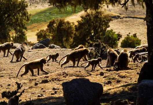 Trekking avec les babouins Gelada du Simiens en Abyssinie