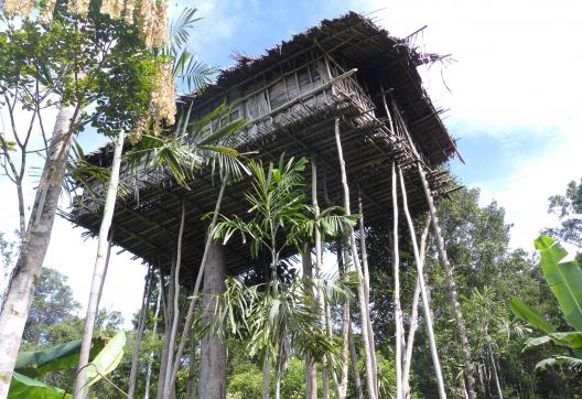 Randonnée vers une maison perchée des Korowai à travers la forêt