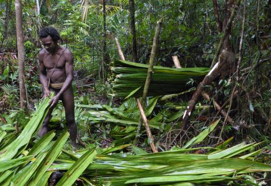 Trek vers la collecte de feuilles de palme avec nos hôtes Korowai