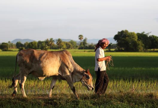 Randonnée vers un homme khmer et son boeuf dans la campagne khmère