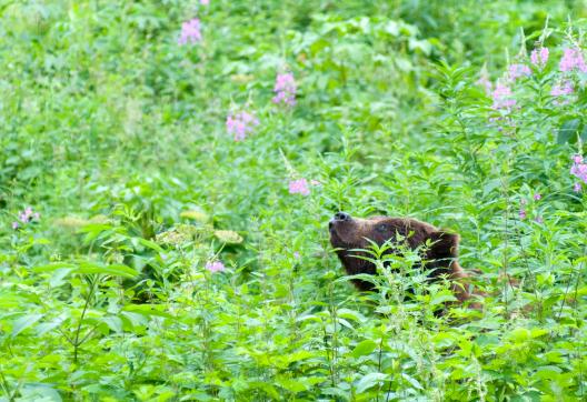 Voyage découverte des ours en Alaska aux États-Unis