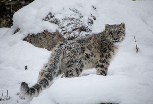Jeune panthère des neiges dans la neige en Inde
