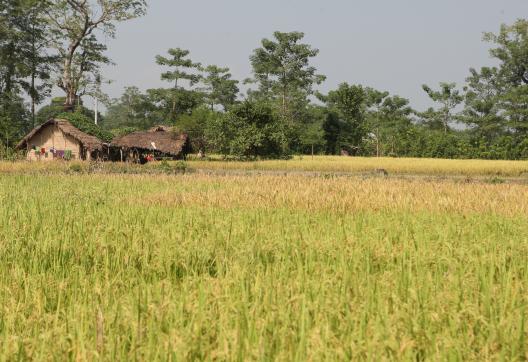Cultures à Bardia au Népal