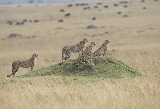 Guépards (Acinonyx jubatus) à l'affût dans la réserve du Masai Mara au Kenya