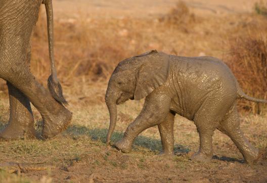 Eléphanteau sorti de la boue en Tanzanie