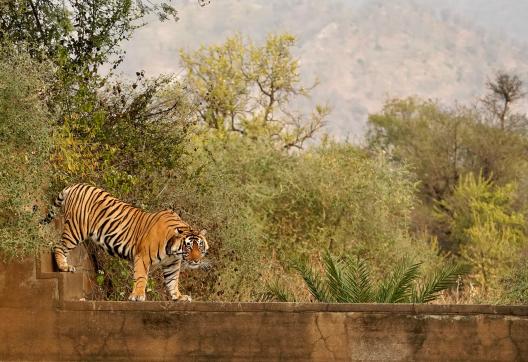 Tigre (Panthera tigris) sur la pierre à Sariska en INde