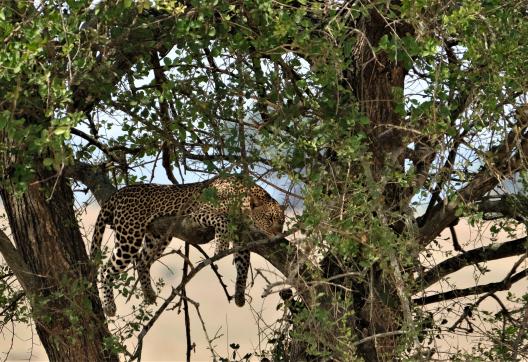 Léopard au repos dans un arbre en Ouganda