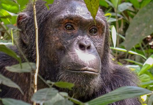 Chimpanzé du parc national de Kibale en Ouganda