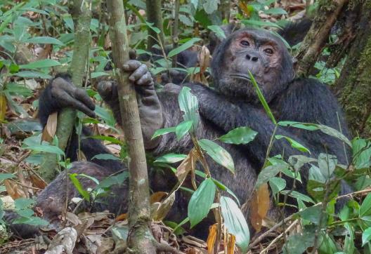 Chimpanzé de Schweinfurt dans le parc de Kibalé en Ouganda