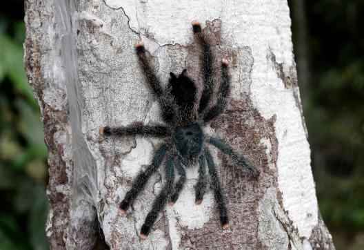 Mygale de Guyane sur un arbre de la forêt amazonienne