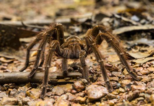 Theraphosa, la plus grande araignée du monde en Guyane